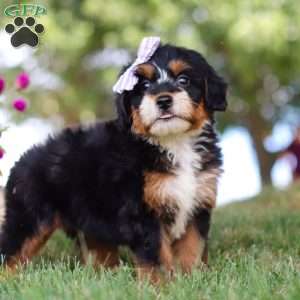 Jessie’s Girl, Mini Bernedoodle Puppy